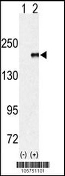 EHMT1 (EUHMTASE1) Antibody (Center)