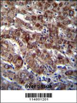 DARS Antibody (N-term)