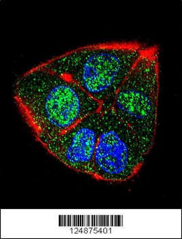 IFT88 Antibody (C-term)