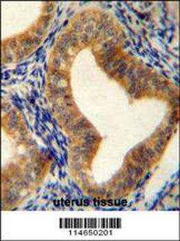AHCY Antibody (N-term)