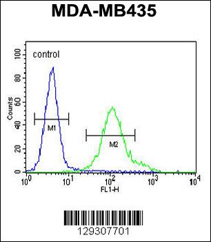 GRIN2A Antibody (C-term)