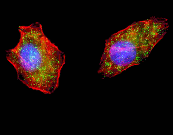 ATG4D Antibody (N-term)