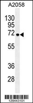GAB4 Antibody (N-term)