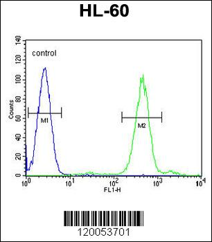 FOXC2 Antibody (Center P198)