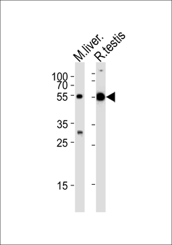 TUBA1C Antibody (C-term)