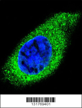 COL21A1 Antibody (N-term)