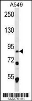 MDM1 Antibody (C-term)