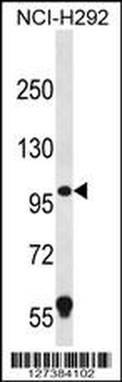 PION Antibody (C-term)