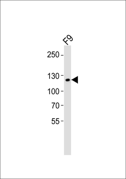 Sirt1 Antibody (C-term)