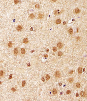 Sirt1 Antibody (C-term)