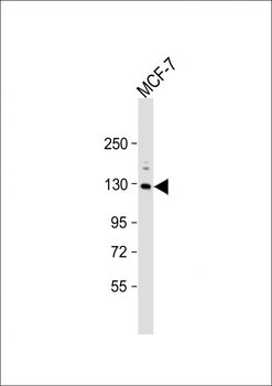 Sirt1 Antibody (C-term)