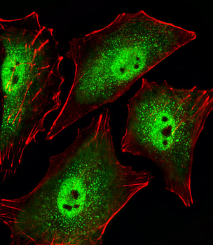 Sirt1 Antibody (C-term)