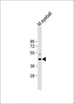 KERA Antibody (C-term)