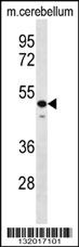 STAMBP Antibody (C-term)