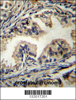 STAMBP Antibody (C-term)