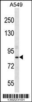 ASPH Antibody (Center)