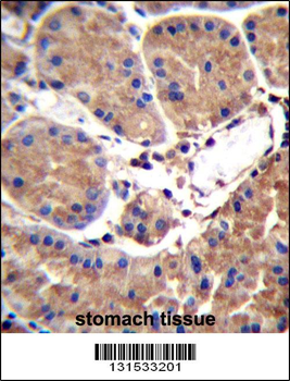 SAAL1 Antibody (C-term)