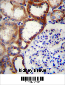 STARD4 Antibody (N-term)