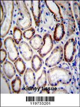 BCAT2 Antibody (C-term)