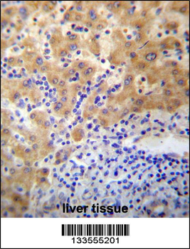 APCDD1 Antibody (N-term)