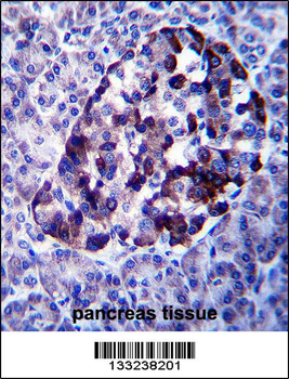 MID2 Antibody (C-term)