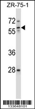 ICAM3 Antibody (Center)