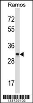 CD27 Antibody (C-term)
