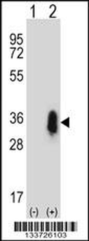CD27 Antibody (C-term)