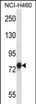 TRAP1 Antibody (C-term)