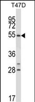 NR1D1 Antibody (Center)