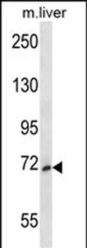 Mouse Map3k3 Antibody (Center)