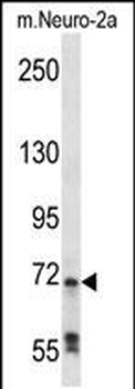 Mouse Raf1 Antibody (N-term)
