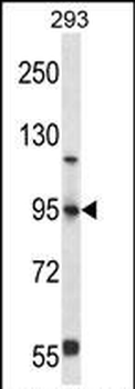 FOXP4 Antibody (C-term)