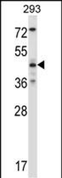 Mouse Mapk9 Antibody (Center)