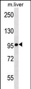 Mouse Chuk Antibody (C-term)