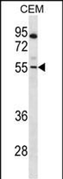 PAX7 Antibody (Center)