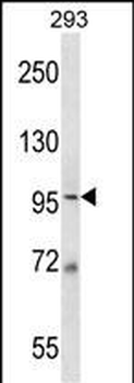 MCM6 Antibody (N-term)