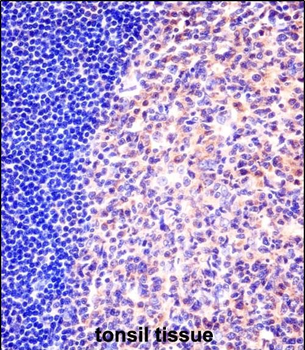 MCM6 Antibody (N-term)