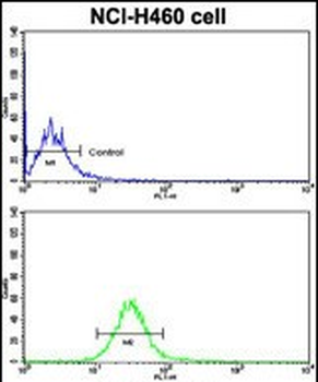 CDH10 Antibody (C-term)