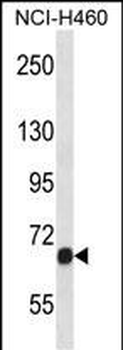 Mouse Fgfr1 Antibody (C-term)