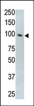 M TLR5 Antibody (N-term)