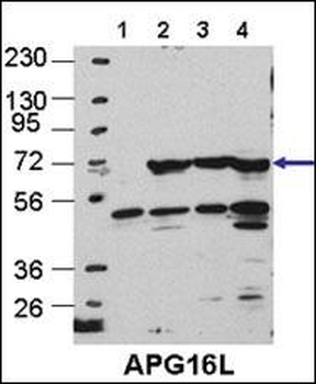 ATG16L Antibody