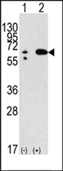 Beclin 1 Antibody
