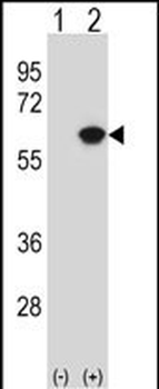 NAP1L1 Antibody (N-term)