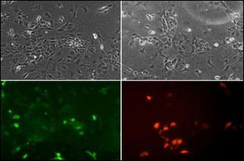 NeuroD1 Antibody (N-term)