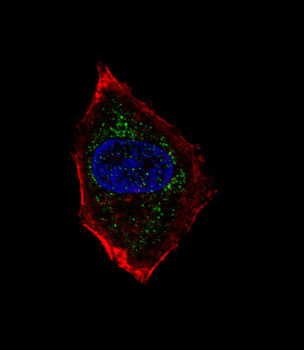 NeuroD1 Antibody (N-term)