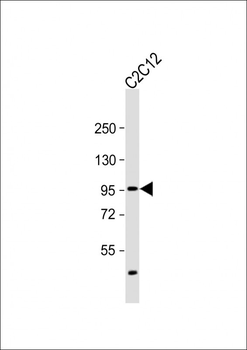 SMURF2 Antibody (C-term)
