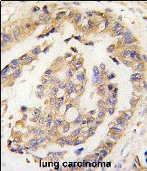 Olfm1 Antibody (N-term)