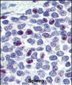KLF4 Antibody (N-term C74)