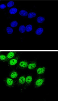 BAG1 Antibody (C-term)